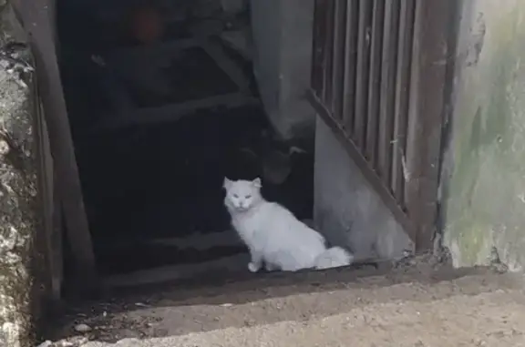 Найдена кошка на улице Студёновской, Липецк