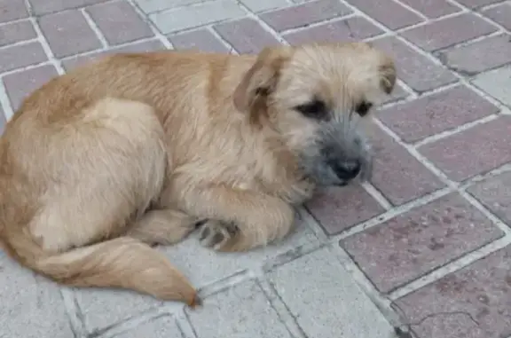 Найден щенок Дворняга на ул. Славянская, 9А, Белгород