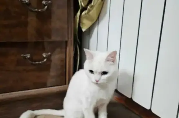 Найдена белая кошка с разноцветными глазами на улице Пархоменко, Уфа