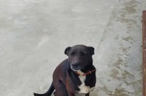 Пропала собака черная, белая грудка и лапы, возле магазина, Мысхако.
