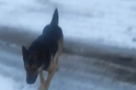 Собака найдена на Комсомольском переулке, Всеволожск