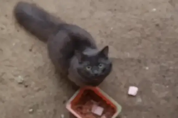 Найдена кошка на улице Чехова, 2
