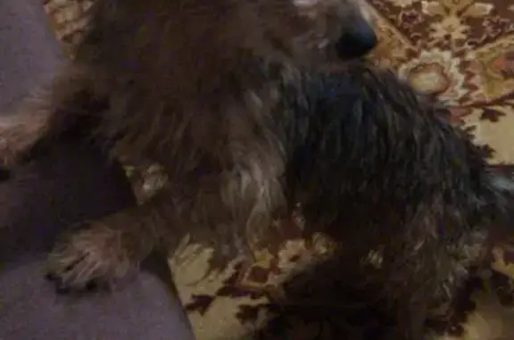 Найдена собака, Московская область, фото: Собака найдена на Можайском шоссе.