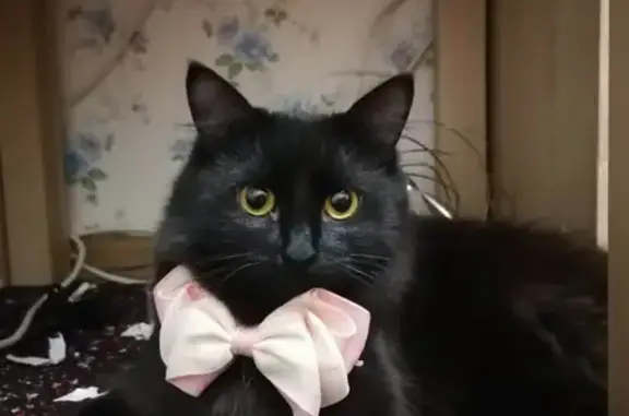 Кошки потеряшки, Набережные Челны, фото: Потеряшка кошка на ул. В. Полякова, 63/12 (Наб. Челны)