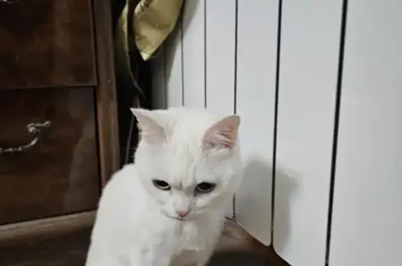 Найдена кошка на ул. 50-летия Октября, Уфа
