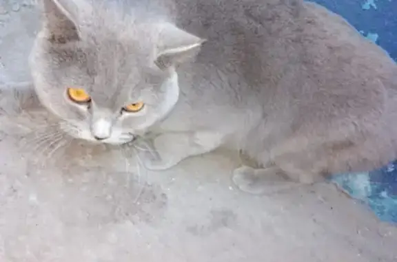 Потерян короткошорстный кот в Чебоксарах, Адрес: Эгерский бульвар, 42