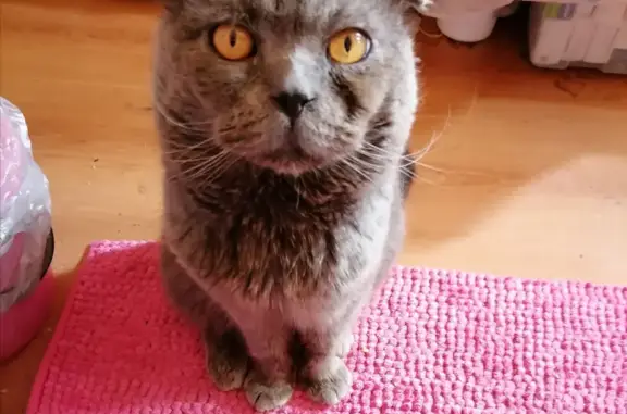 Найден серый британский кот на Бершанской