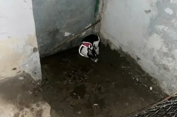 Собака той-терьер найдена на 2-м Чапаевском переулке, Химки.