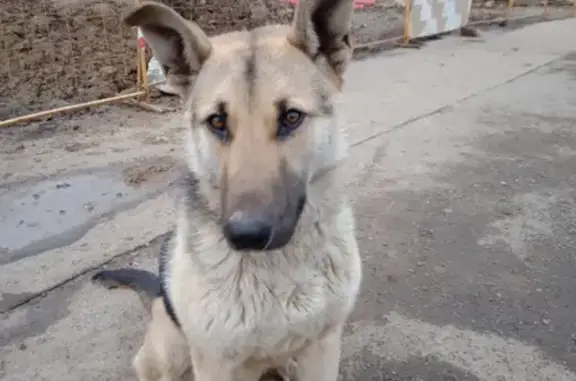 Собака найдена на Инженерной улице, Москва