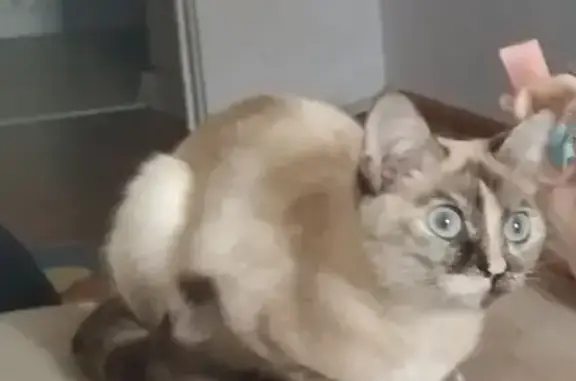 Кошки потеряшки, Курган, фото: Потеряшка кошка на Чернореченской, 127 в Кургане