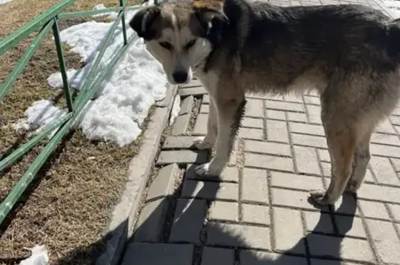 Найдена собака на ул. Чернышевского, Красноярск