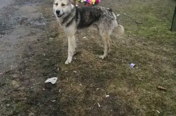 Пропала собака в Семлёво, Смоленская область