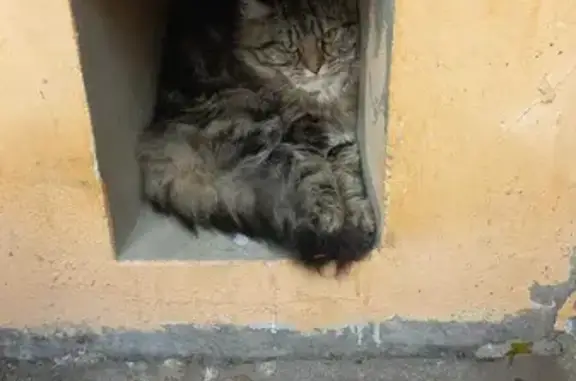 Испуганный кот найден в Химках на Мельникова 25п2