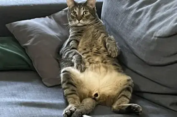 Кошки потеряшки, Санкт-Петербург, фото: Потеряшка кот на Московском проспекте, дом 20, кв. 58