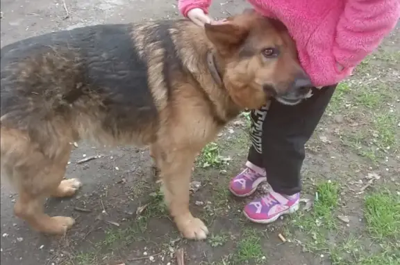 Собака найдена на Соборном переулке, Ростов-на-Дону