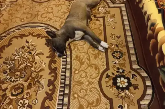Найдена домашняя собака в п.Ельняки, Калининградская область
