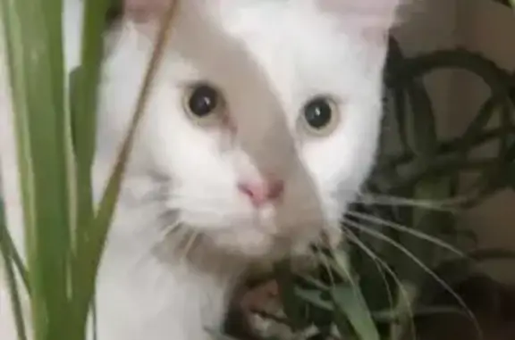 Найдена белая кошка на ул. Народного Ополчения, 1, Балашиха 🐱