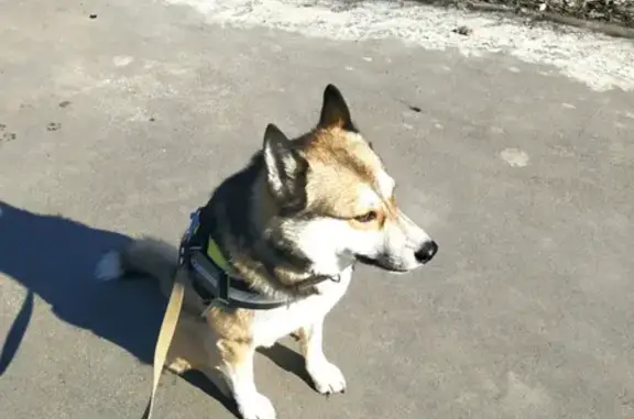 Собаки потеряшки, Ульяновск, фото: Потеряшка собака на Каштановой ул. (Ульяновск)