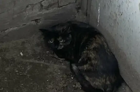 Потерянная кошка на улице Мурысева, 85, Тольятти.