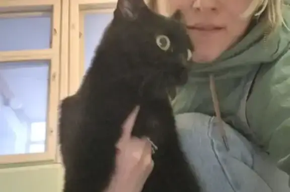 Найдена кошка на улице Репина, 94 в Екатеринбурге