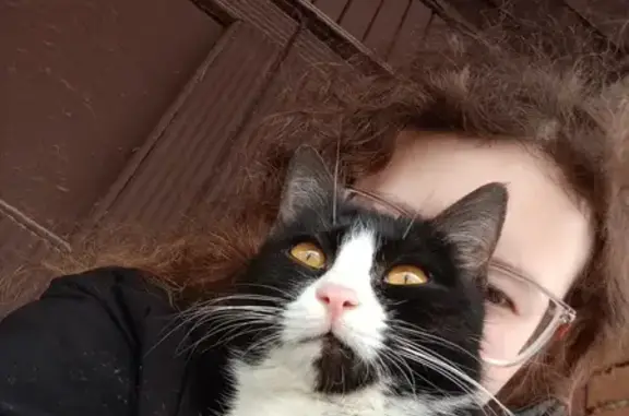 Найдена кошка Котёнок на улице Катаева, Сыктывкар