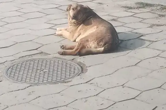 Найдена собака на ул. Кузнецова, Волгоград