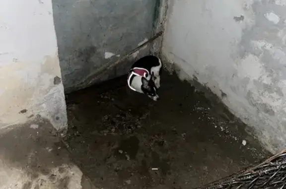 Найдена собака в Химках: Бело-черная девочка на 2-м Чапаевском переулке