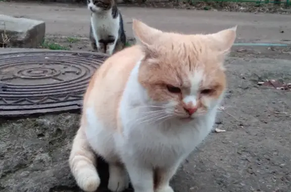 Пропала кошка с белым низом на ул. Гагарина, Краснодар