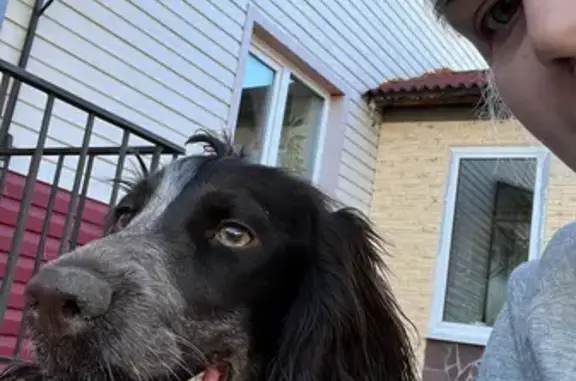 Найдена собака Русский спаниель на ул. Карла Маркса, 46, Арамиль
