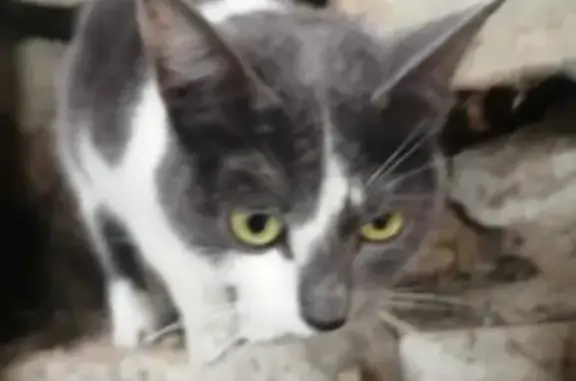 Найдена кошка на Узбекской, 48 в Волгограде