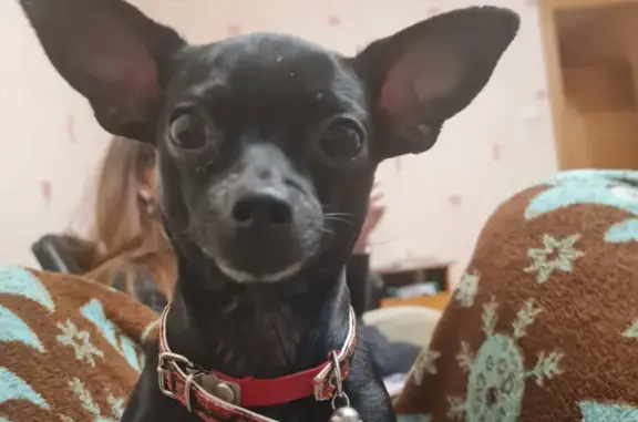 Собаки потеряшки, Нижний Новгород, фото: Потеряшка собака Той-терьер на ул. Ефима Рубинчика, 16, Нижний Новгород