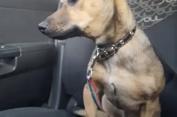 Собака найдена на Гранитной, Челябинск
