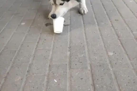 Собака Хаски найдена на Советской площади, 7 в Нижнем Новгороде.