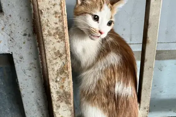 Найден бело-рыжий котенок на Большой Садовой, 53