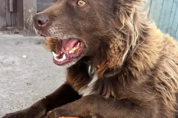 Пропала собака на ул. Льва Толстого, 14 в Змеиногорске