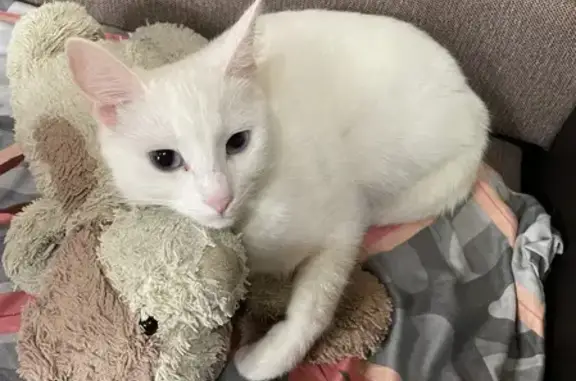 Кошки потеряшки, Киров, фото: Потеряшка глухонемая кошка на ул. Мира, 24, Киров