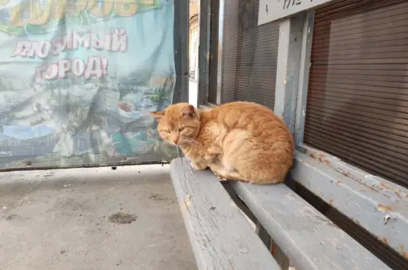 Найден кот на остановке Карла Маркса, Тамбов