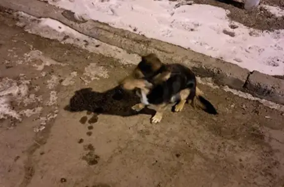 Собака смесь с таксой на передержке в Иркутске.
