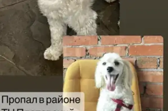 Пропала собака в Новочеркасске, район тц Платовского