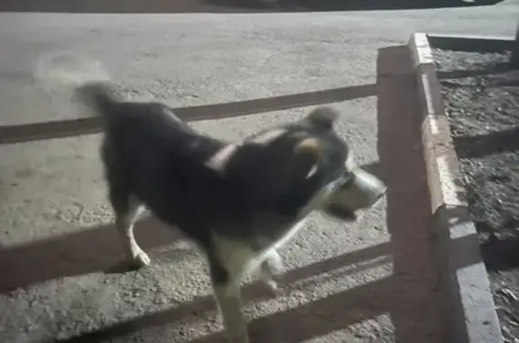 Собака найдена на улице Посадского, Саратов