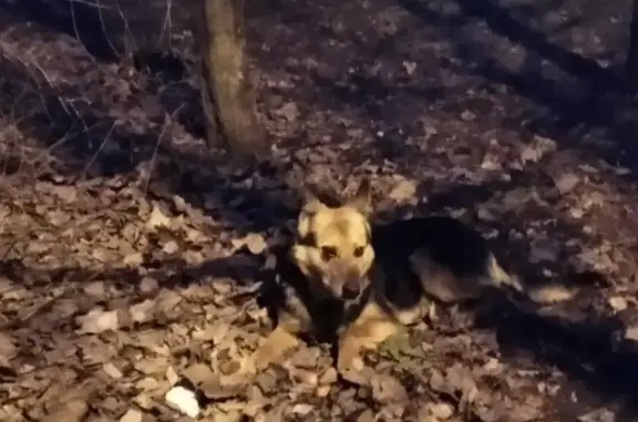 Потерянная собака на улице Сенько, 24А к1 в Тамбове