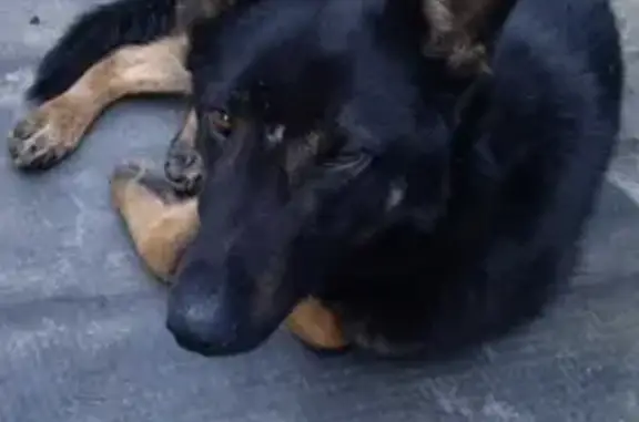 Найдена собака на Ковшовском кладбище, ищем хозяина!