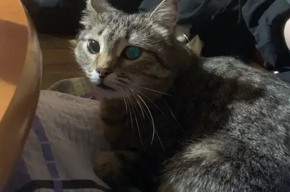 Найдена кошка на Владимирской в Самаре