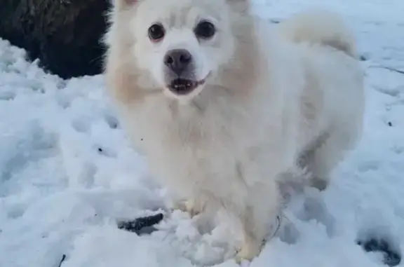 Найдена собака на Северном пр. в парке Сосновка, ищем хозяина