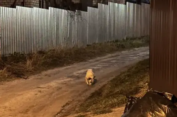 Собака на Чапаева, Воронеж: найдена!