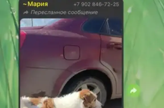 Пропала собака на улице Генерала Маргелова в Туле