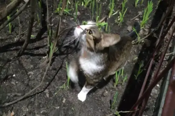 Найдена восковая кошка на бульваре Победы, 17