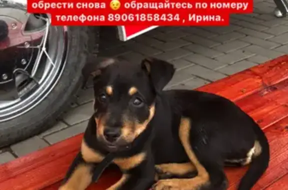Найден щенок на 2-й Краснодарской в Ростове