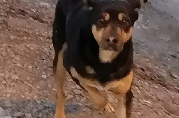 Найдена собака на остановке 