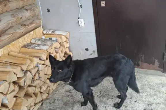 Найдена собака на Комсомольской, Лямбирь